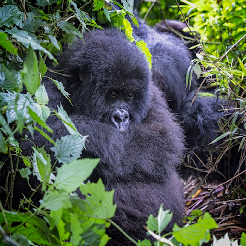 Scott kasden rwanda mountain gorilla 8 zwfiys