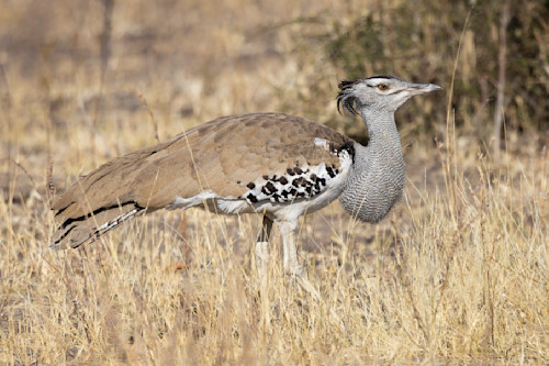Scott kasden white kori bustard side view 4 rimmtp
