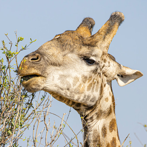 Scott kasden northern giraffe 7 notb1p