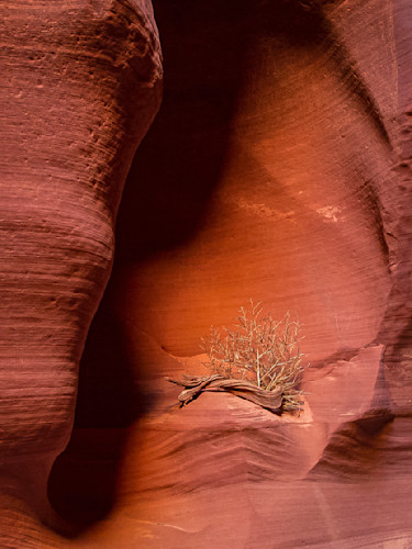 Scott kasden antelope canyon plant isljeo