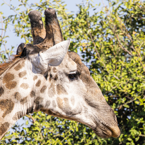 Scott kasden northern giraffe 5 upqacb