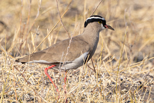Scott kasden crested lapwig hdrbsi