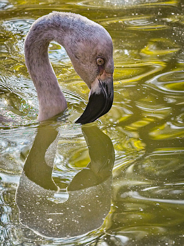 Scott kasden bird flamingo fopeox