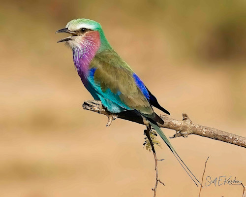 Scott kasden bird lilac breasted roller spiham