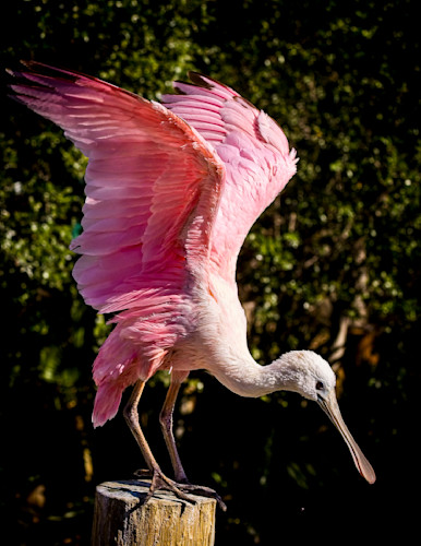 Scott kasden bird roseated spoonbill 2 ajemla