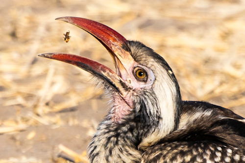 Scott kasden southern red billed hornbill eating bug qma7tv