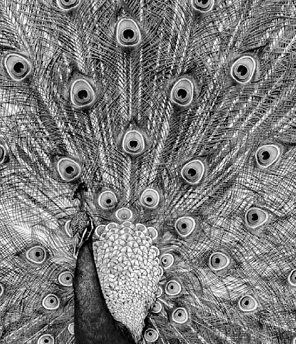 Scott kasden tx peacock in b w front view pgeee1