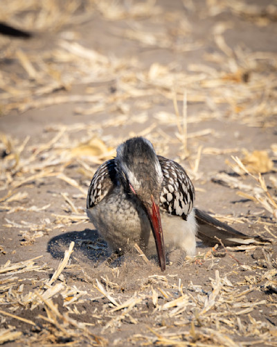 Scott kasden southern red billed hornbill foraging kzyvyq