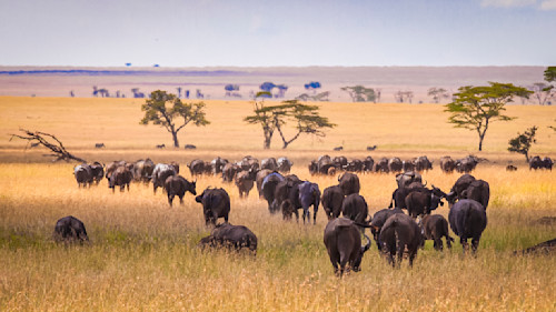 Scott kasden serengeti 1  cape buffalo rka3la