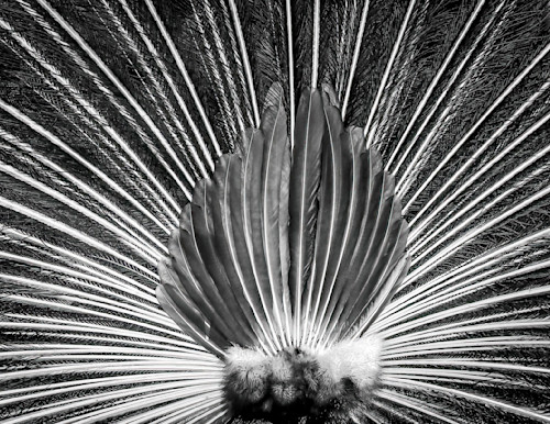 Scott kasden peacock feathers in b w ltttg1