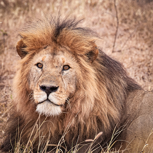 Scott kasden lion eye contact yv0rl8