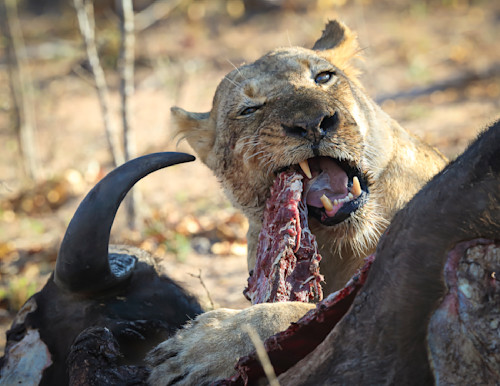 Scott kasden lion feeding on cape buffalo jgbd5m