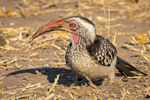 Scott kasden southern red billed hornbill ambz1e