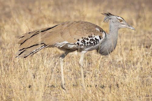 Scott kasden white kori bustard side view 2 d0hn64