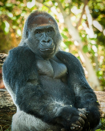 Scott kasden gorillla posing aam3ab