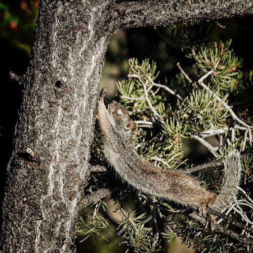 Scott kasden grand canyon squirrel stretching k3g7tj