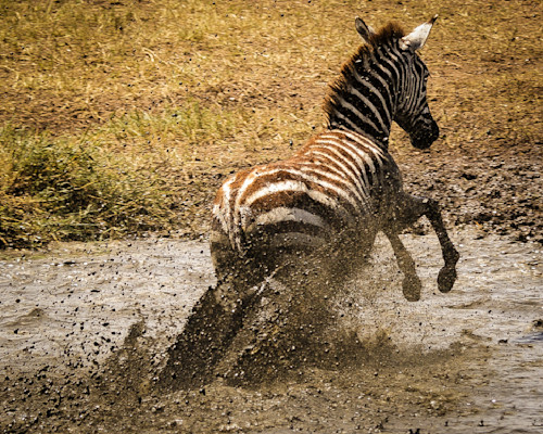 Scott kasden zebra stampede in pond zxqhds