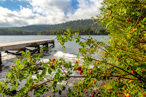Rose hips at donner lake gcuvs4