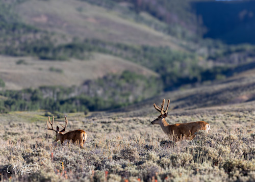 Mule deer 6 vptegs