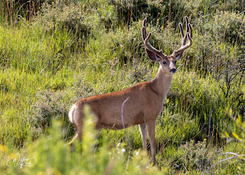 Mule deer 15 kzyqce