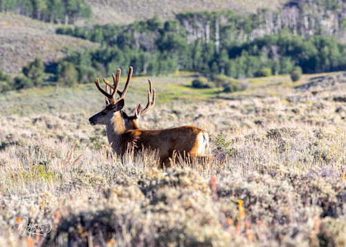 Mule deer 7 mgojvr
