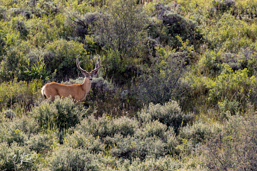 Mule deer 16 pko7nm