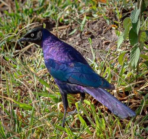 Scott kasden africa 2019 1b sz2kqz