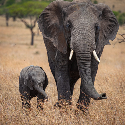 Scott kasden africa 2019 elephant and baby ilhbes