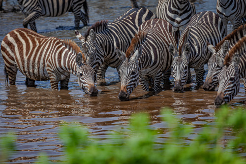 Scott kasden africa 2019 zebra stampede 4 ozyuwo
