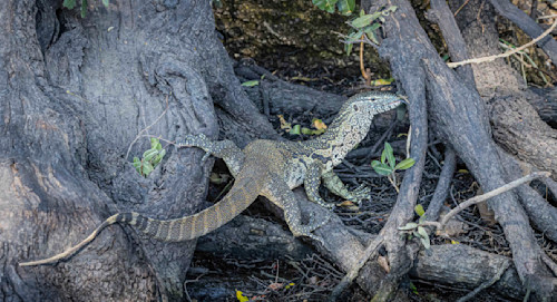 Scott kasden nile monitor jgefq9