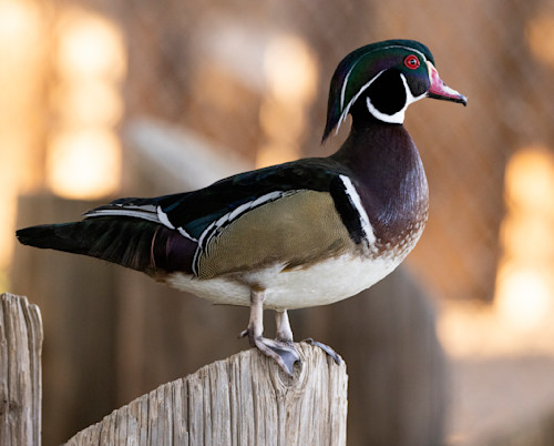 Wood duck profile 0238 tulgt5