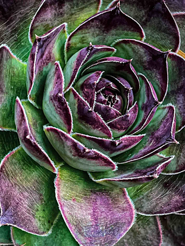 Kim umstead hen chick escnt6