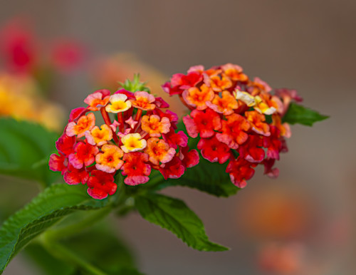 Lantana flower 1 of 1 egtdom