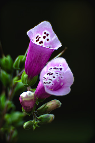 Foxglove 1 of 1 zjlf8n