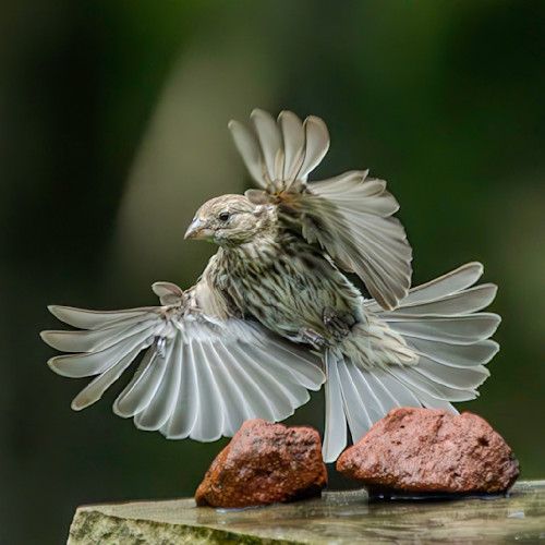 Song sparrow oukwwy