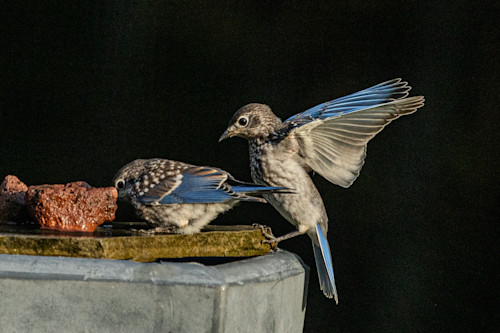 Blue bird 1 of 1 lowvqf