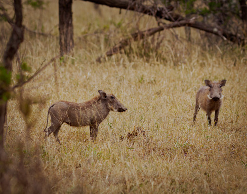Scott kasden 2 warthogs v2q0sw