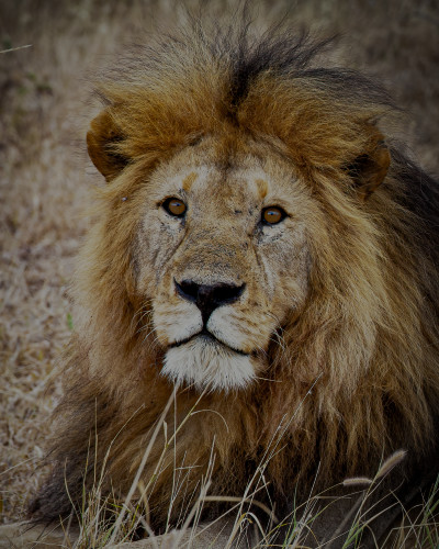 Scott kasden 11 lion  eyes that follow pikh7j