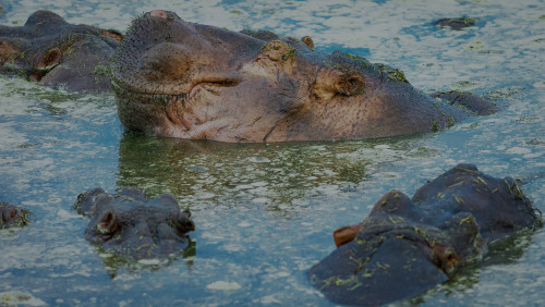 Scott kasden 11 retina hippo pool 1 utexi4