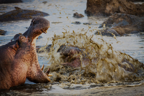 Scott kasden 11 retina pool hippo yawning hklhaw