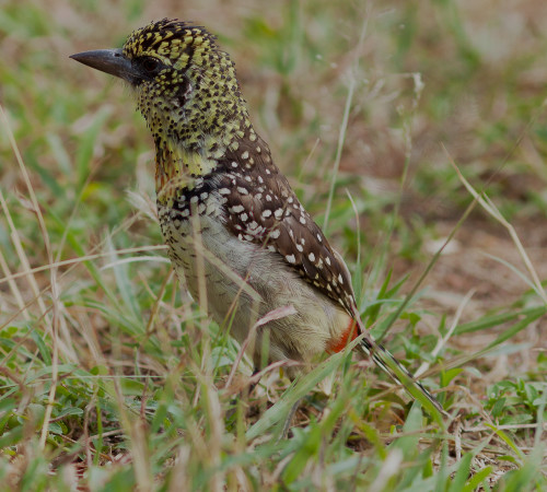 Scott kasden 11 serengetti barbet m3nwh1