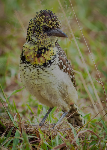 Scott kasden 11 serengeti barbet 3 ksmogm