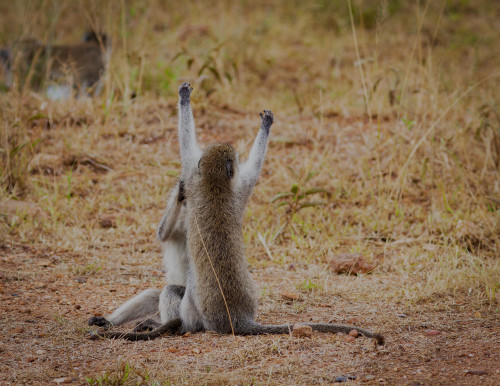 Scott kasden 11 serengetti 2 vervets grooming tpqqoj