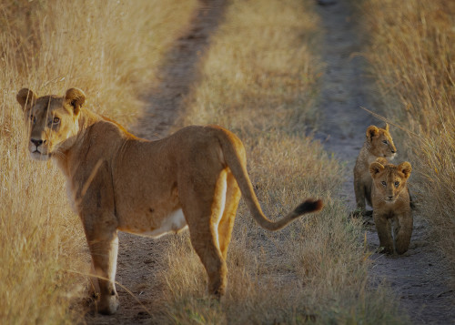 Scott kasden 11 serengetti lioness 2 cubs eizaud