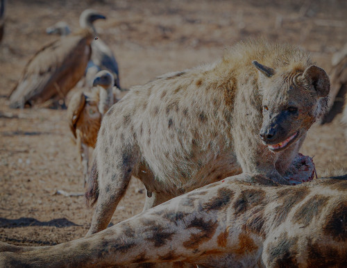 Scott kasden 16 hyena vultures giraffe  eakxqk