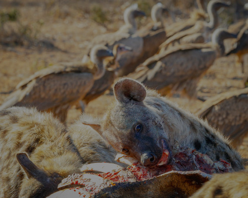 Scott kasden 16 hyena vultures 2 giraffe wyciia