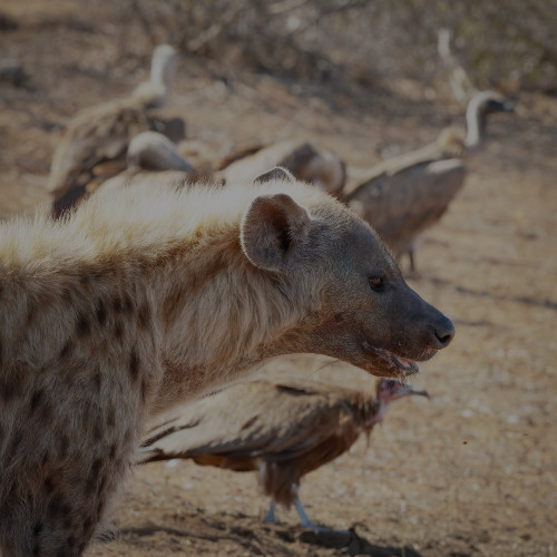 Scott kasden 16 hyena mult vultures giraffe g7shtw