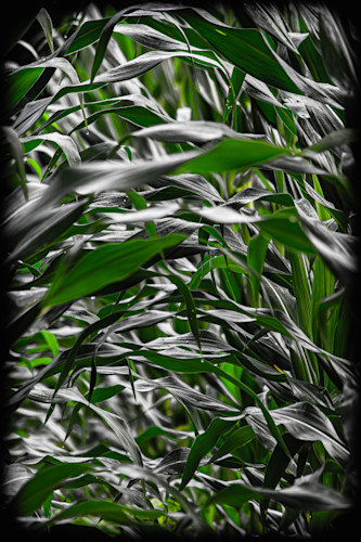 Img 0174 enhanced nr 1 ddggcg