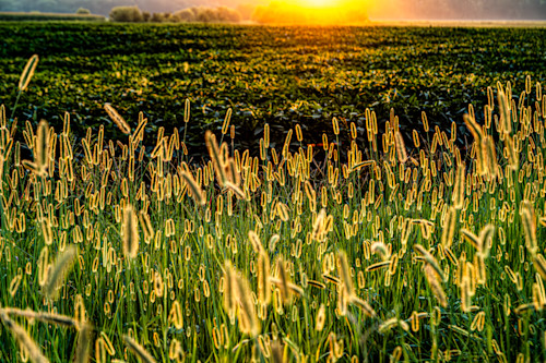 Foxtailsunset 1 of 1 niqkcc