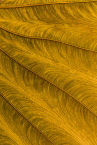 Goldenelephant ear 1 of 1 sh7vc7